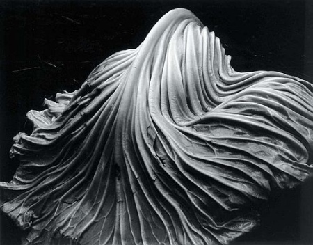 Cabbage by Edward Weston
